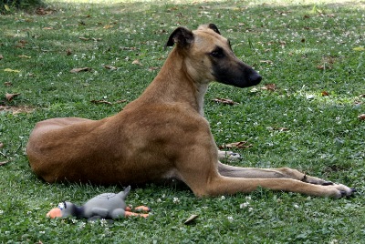 Geierwalli